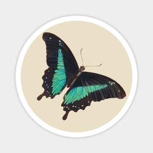 Black and Blue Swallowtail Butterfly Magnet